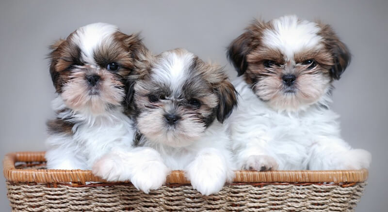 kleine hond shih tzu puppys