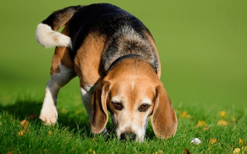 middelgrote hond Beagle ras