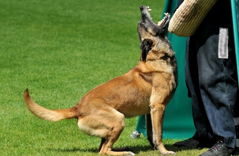 middelgrote hond mechelse herder training
