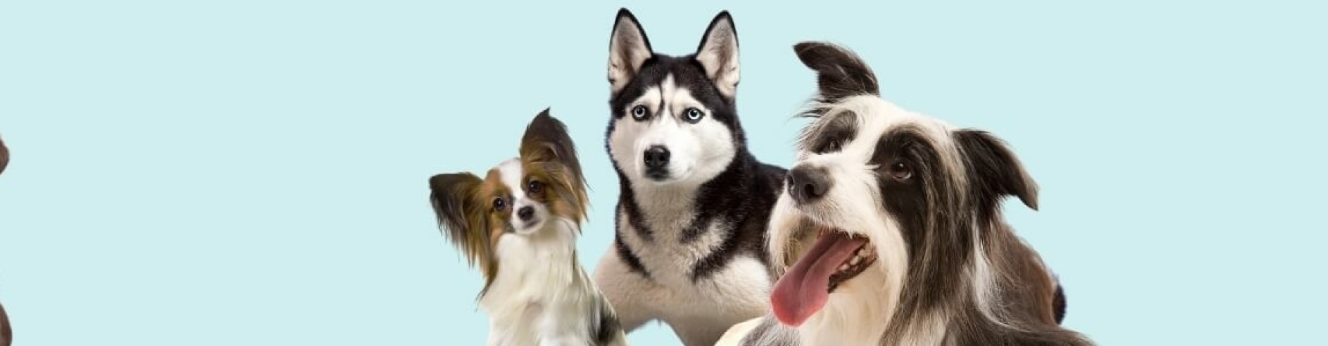 Online hondencursussen hondenschool voor thuis trainen met je hond of puppy