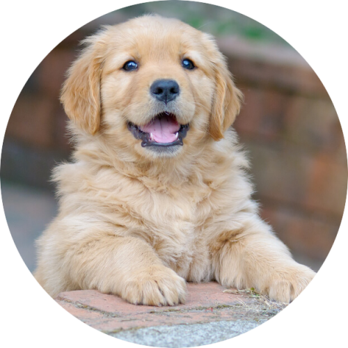 online puppycursus puppy training met je hond