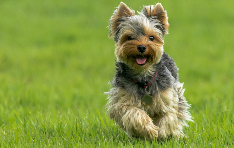 puppy rent op gras in achtertuin tijdens online puppytraining