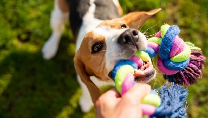 positieve trainingstechnieken hond speelgoed