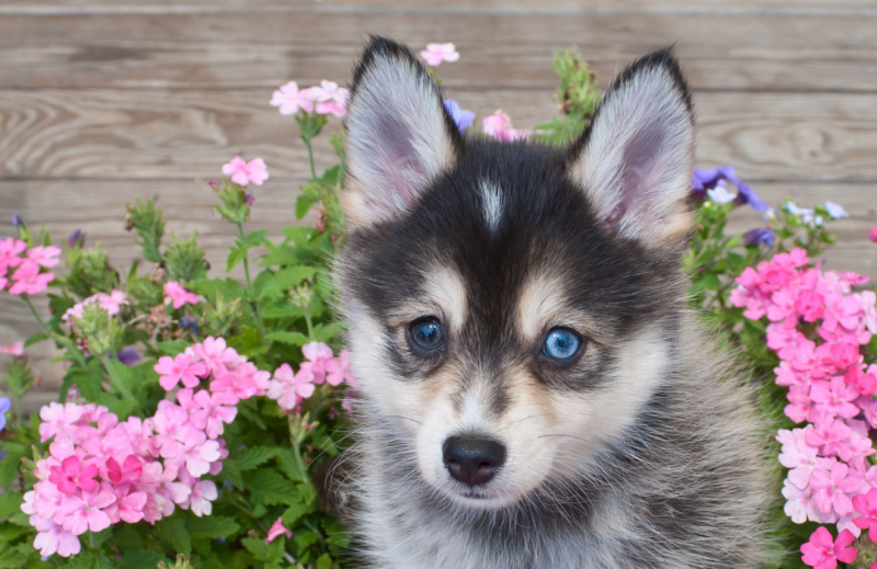prenatale fase puppy vanmaanenloca image