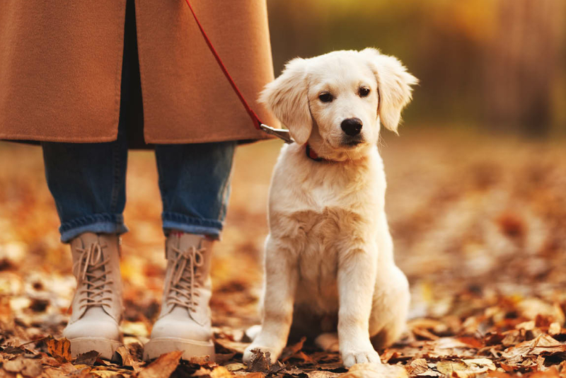 puppy aan de riem leren lopen