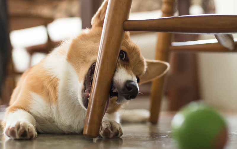 puppy kauwt aan poten van stoel