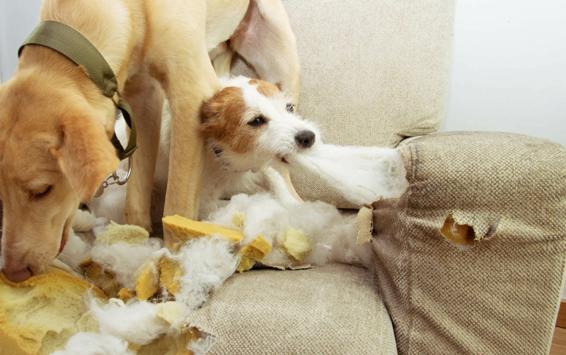 puppy sloopt bankstel woonkamer