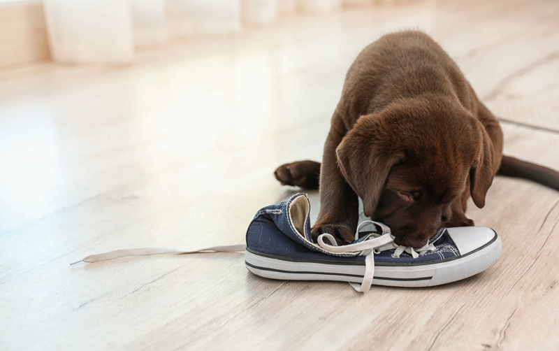 puppy bijt in schoenen
