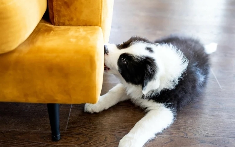 puppy bijten meubilair afleren bankstel