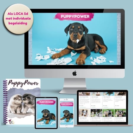 Puppy cursus online trainingen puppy's opvoeden en gedrag alles-in-een cursus
