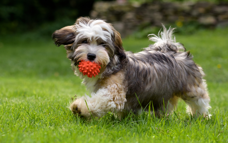 welk speelgoed heeft je nieuwe puppy in huis nodig?