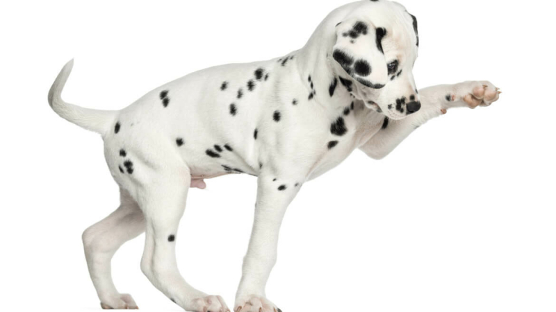 puppy opvoeden dalmatiër commando