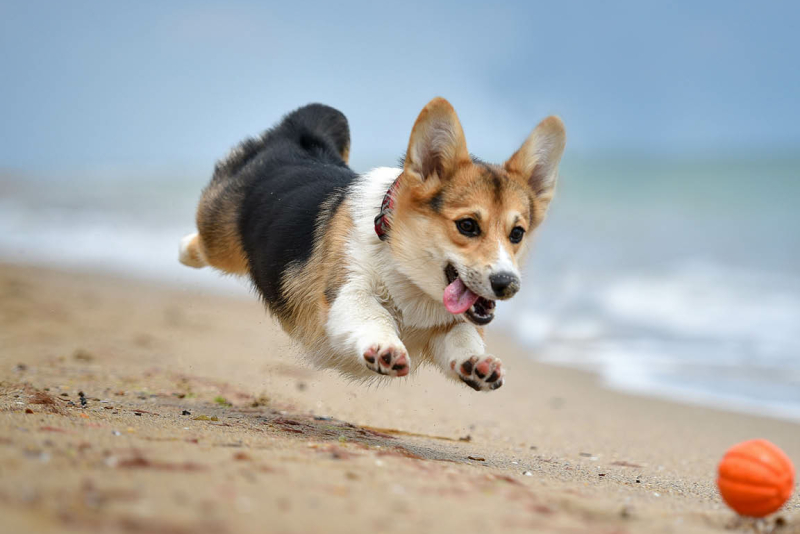 spelen met je hond is belangrijk voor zowel puppy's als honden