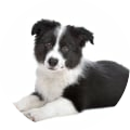 puppy training ervaring met online puppycursus Online hondenschool van Maanen LOCA