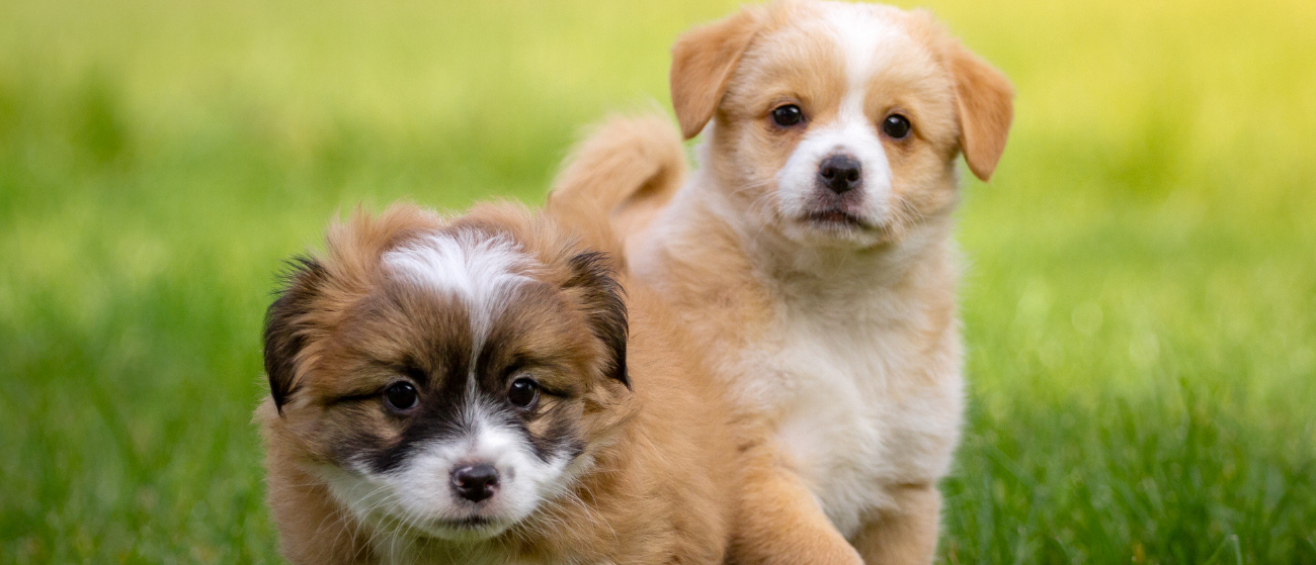 Puppycursus; alles wat je wilt weten over een puppytraining volgen