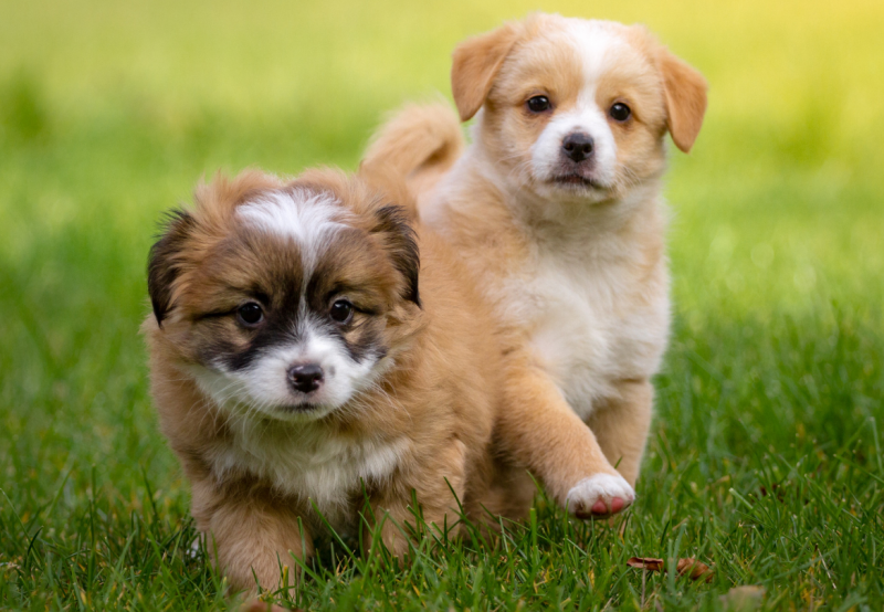 puppy's by puppycursus op het gras