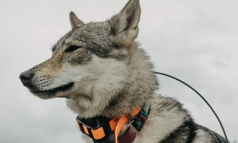 stroomband e-collar hond