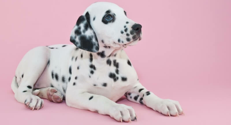 waarom puppypakket dalmatiër