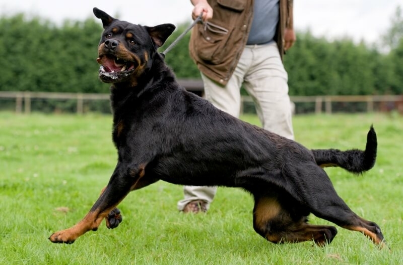 wat kost hondentraining grote hond riem