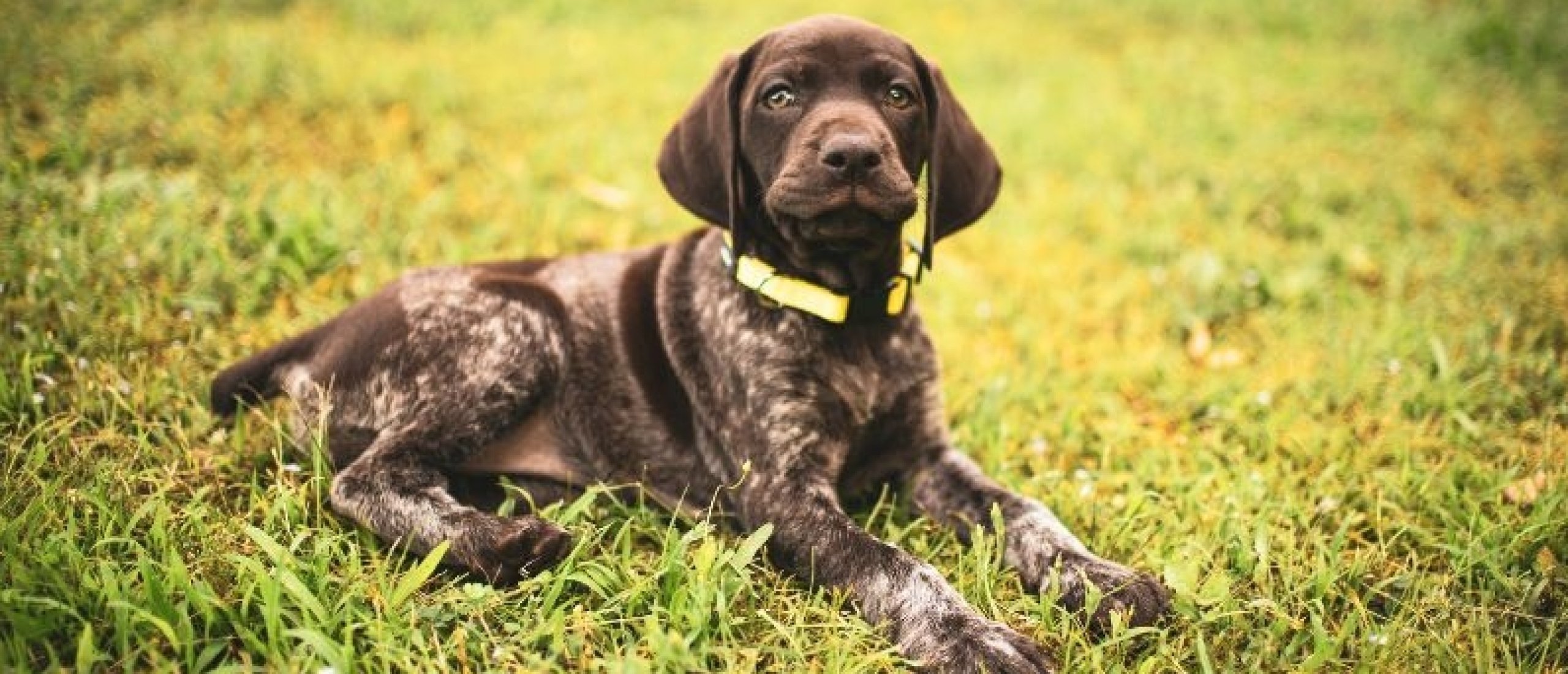 Hond draagt geel lintje: Wat betekent het en wat moet je doen?