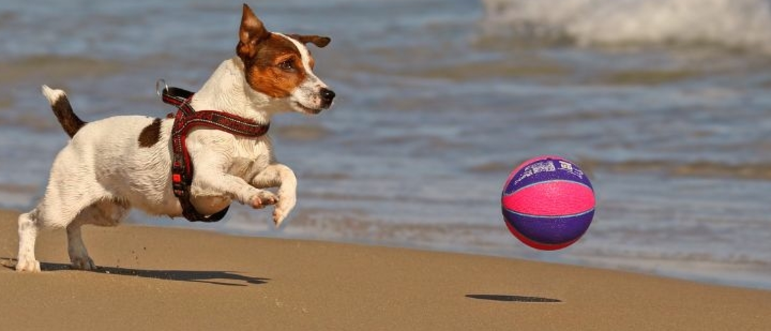 Honden spel: het belang van spelen met je hond