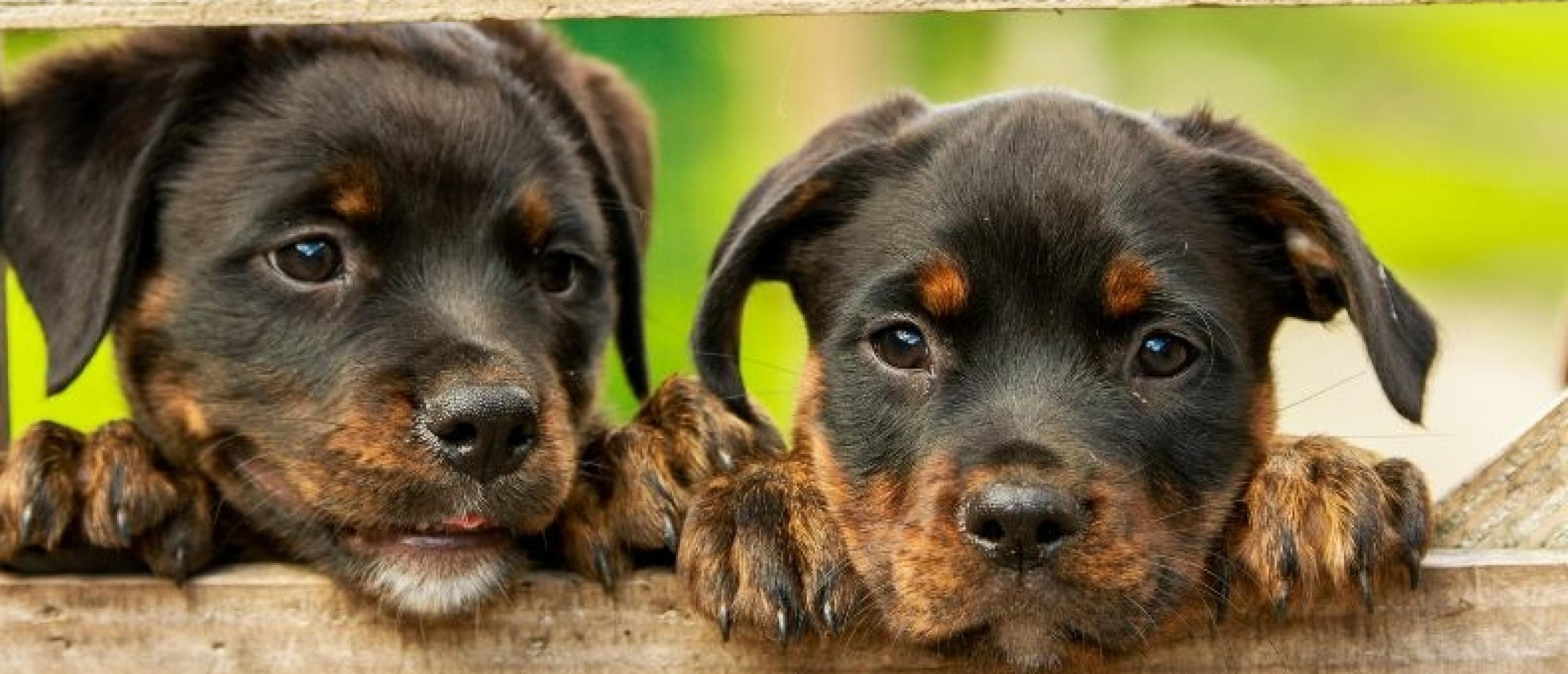 Puppy opvoeden: van schattige pup naar goed opgevoede hond