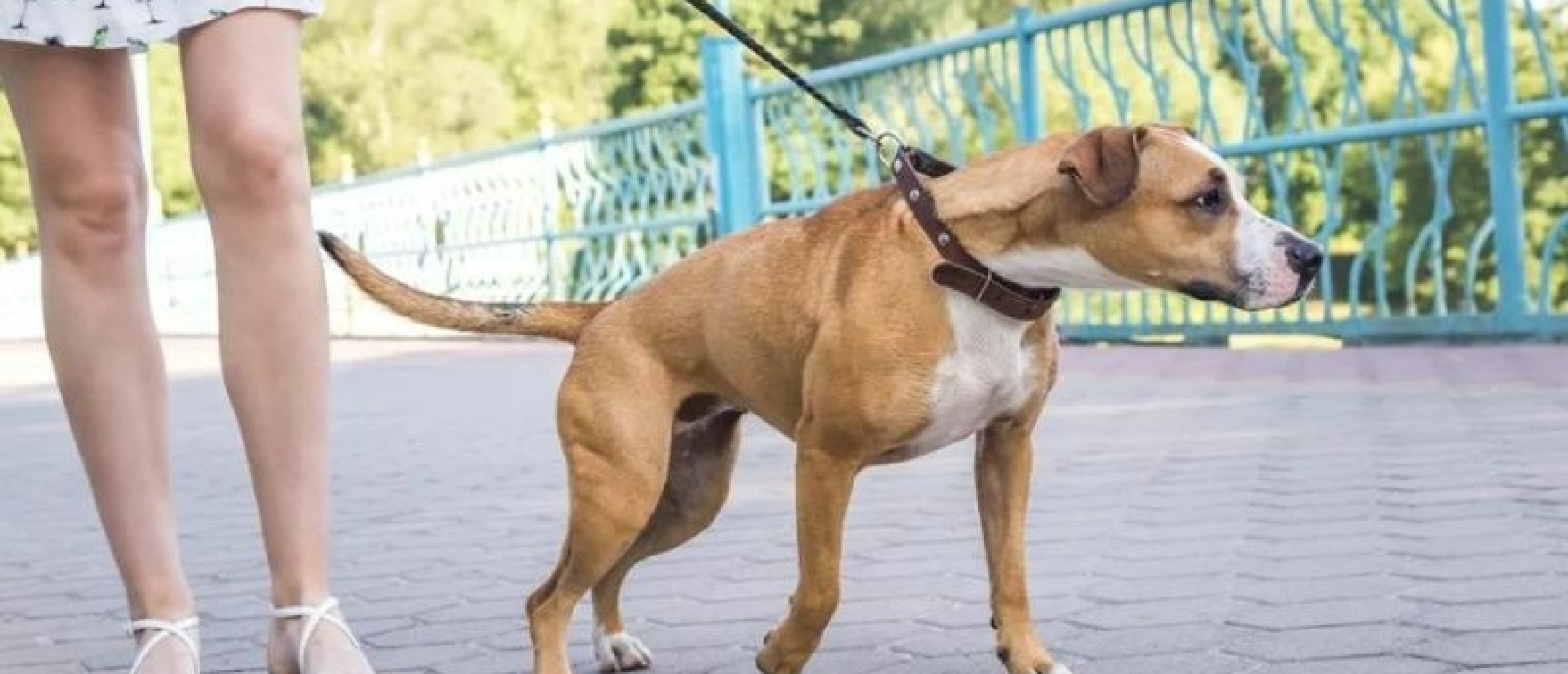 Hond trekt aan de lijn