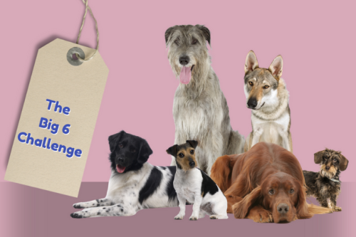 honden challenge big 6
