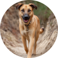 boris-mechelaarmix testimonials van hond boris
