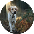 cherry-labrador hond loopt in het bos