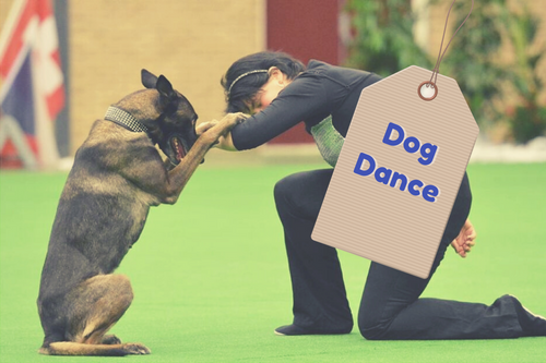loca dogdance cursus online
