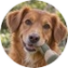 Vrolijke roodbruine hond Jacky met een zacht speeltje.