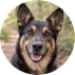 Aandachtige zwartbruine hond Jay op een bospad.
