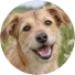 Vrolijke zandkleurige hond Lilo in een grasveld.