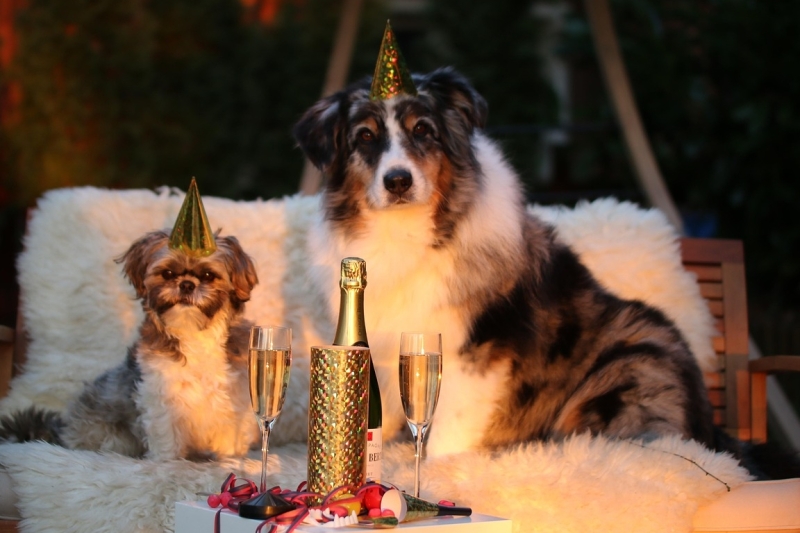 vuurwerkangst bij honden bange hond vuurwerk