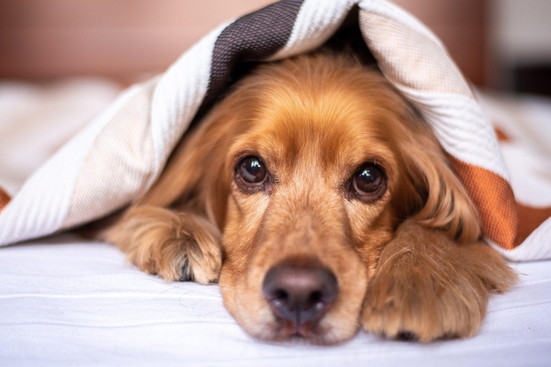 anstige hond bange hond vuurwerk