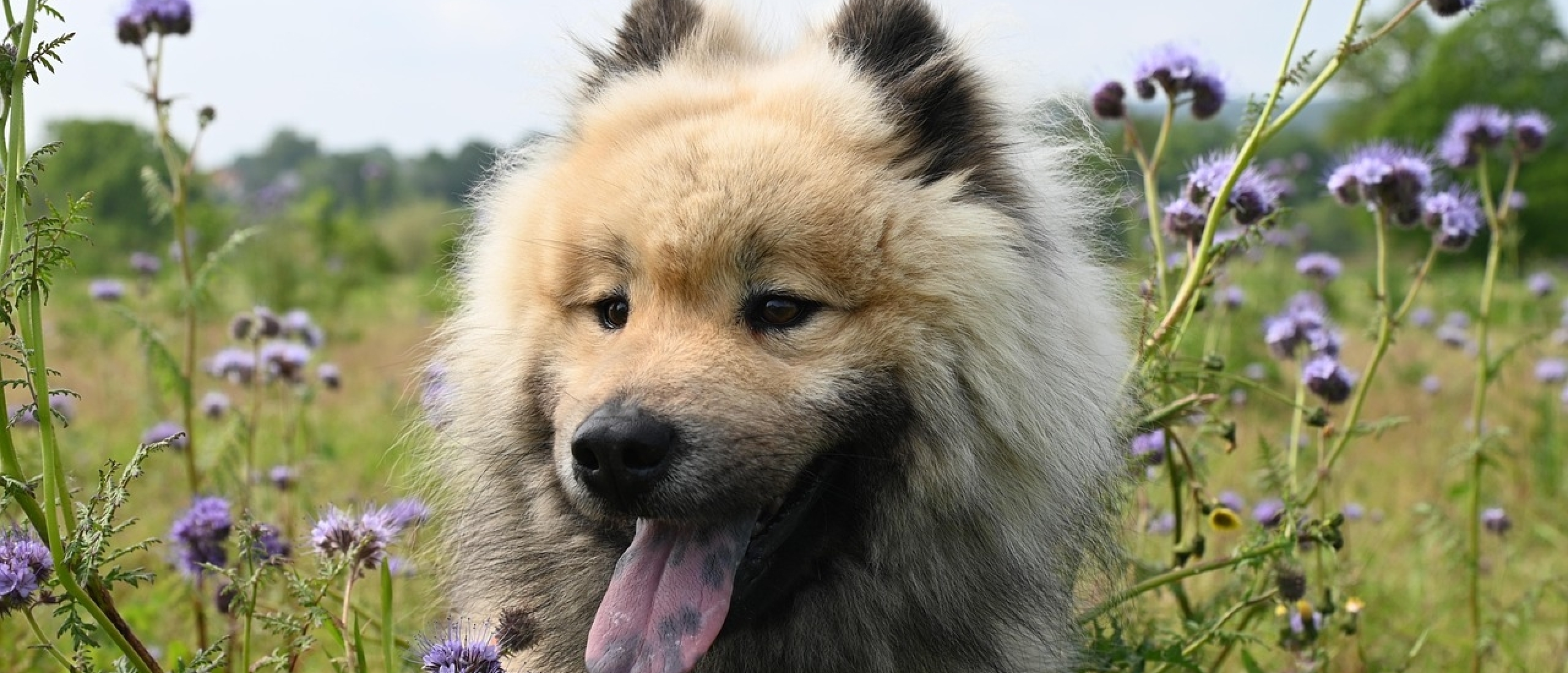 Zelfzorg voor hondenprofessionals: grenzen stellen zonder schuldgevoel