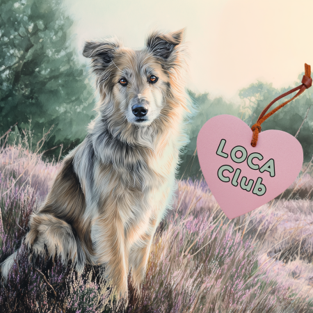 hond in  de heide