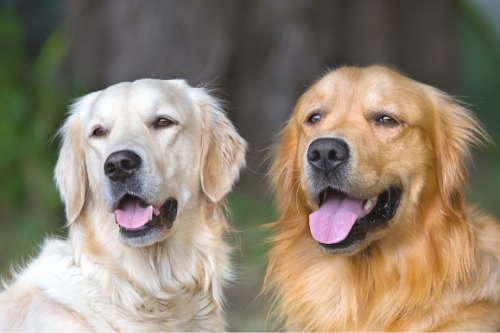 honden community