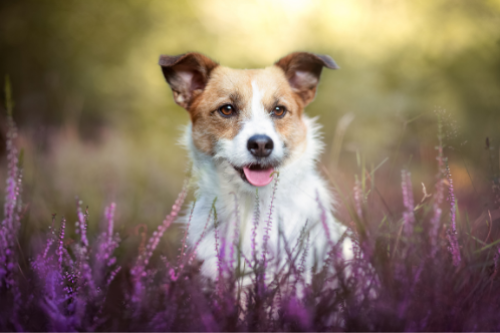 online trainen met je hond