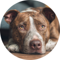 noa-testimonail-loca stafford hond liggend op de vloer