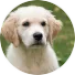 Puppy Bobby - ervaring met PuppyPower Puppy Bobby bij de ervaring van Francine en Peter met PuppyPower.