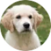 Puppy Bobby - ervaring met PuppyPower Puppy Bobby bij de ervaring van Francine en Peter met PuppyPower.