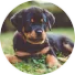 Puppy Hugo - ervaring met PuppyPower Puppy Hugo bij de ervaring van Willemein met de online puppycursus.