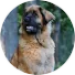 Puppy Luna - ervaring met PuppyPower Puppy Luna bij de ervaring van Anita met de online puppycursus.