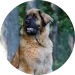 Puppy Luna - ervaring met PuppyPower Puppy Luna bij de ervaring van Anita met de online puppycursus.