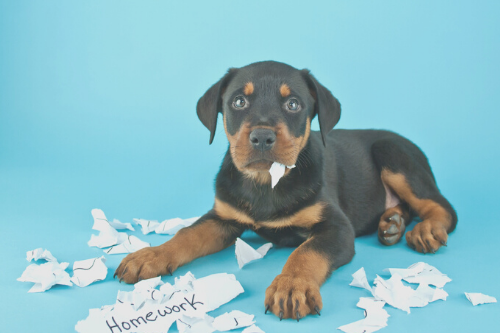 puppy cursus loca