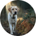 Ervaring met hondentraining – Cherry Labrador Cherry loopt over een bospad
