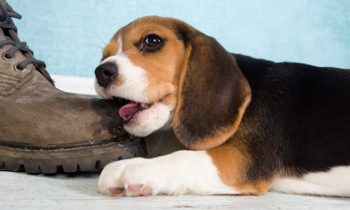 Voorbereiden op komst van een pup image