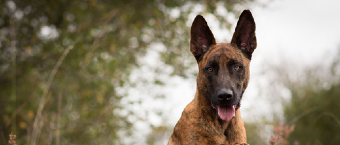 Hondentraining; 10 snelle en makkelijke Top Tips voor je hond!